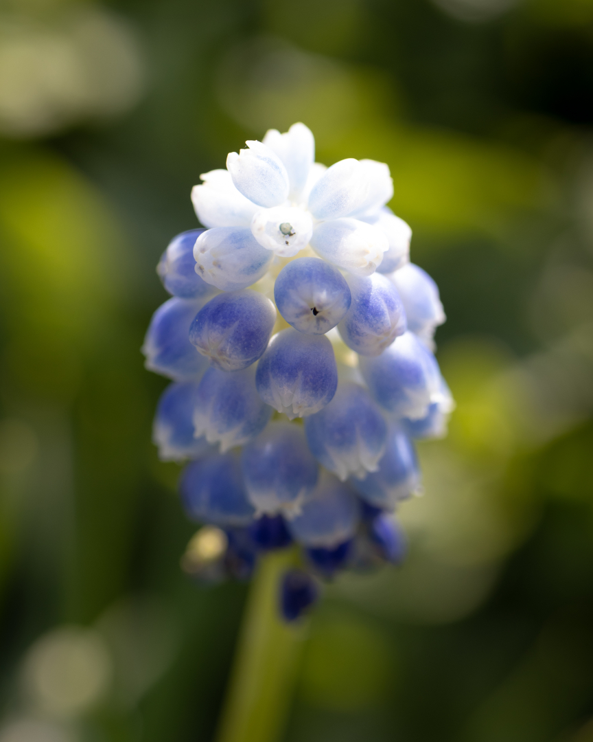 A branch with blue and white flowers