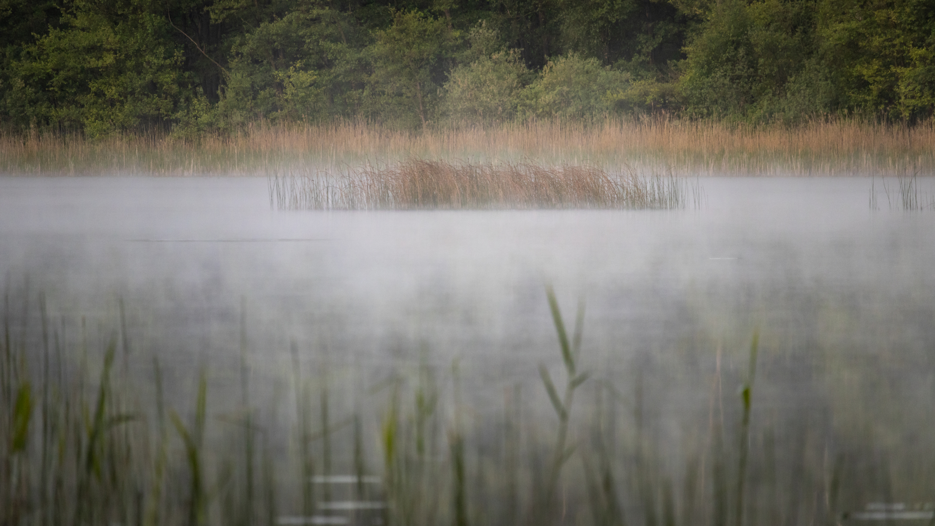 Grass in the middle of a foggy lake