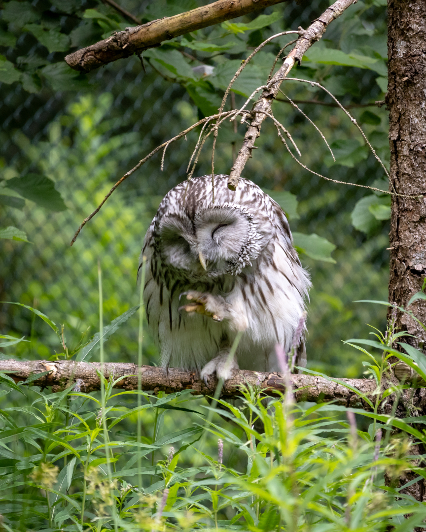 Photo of an owl