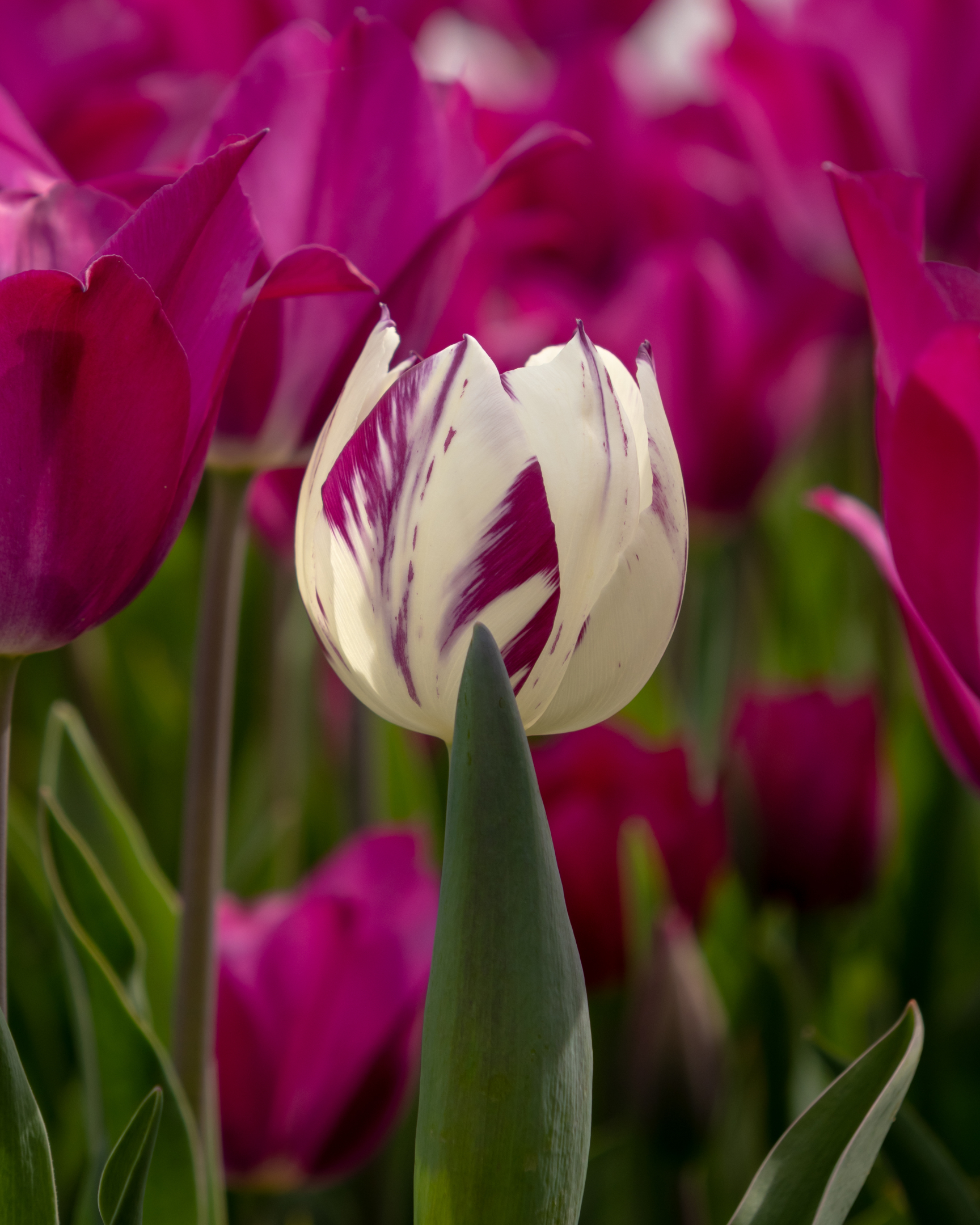 Photo of a white tulip among pink ones